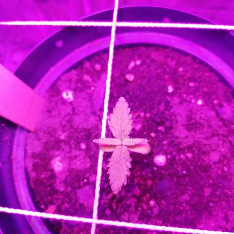Watermelon Zkittlez growlog timeline photo