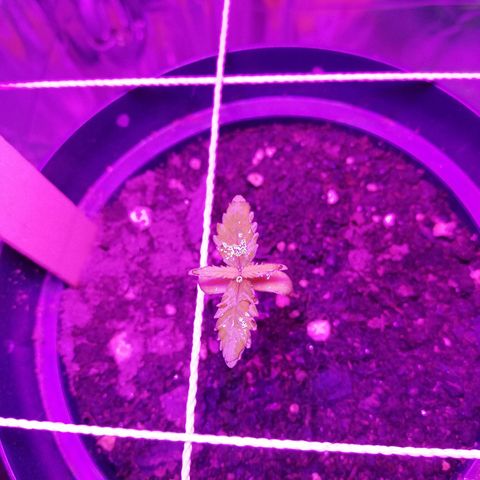 Watermelon Zkittlez growlog timeline photo