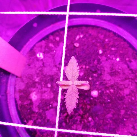 Watermelon Zkittlez growlog timeline photo