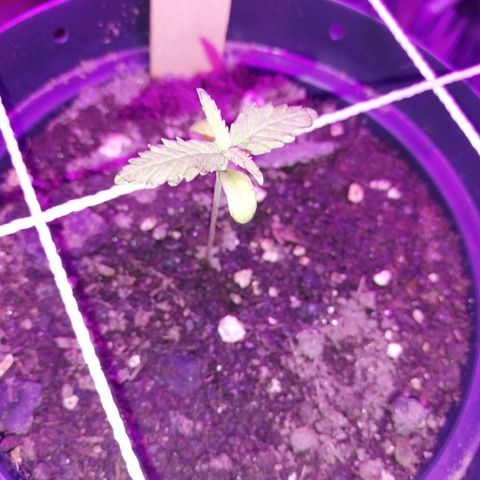Watermelon Zkittlez growlog timeline photo