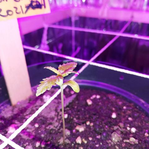 Watermelon Zkittlez growlog timeline photo