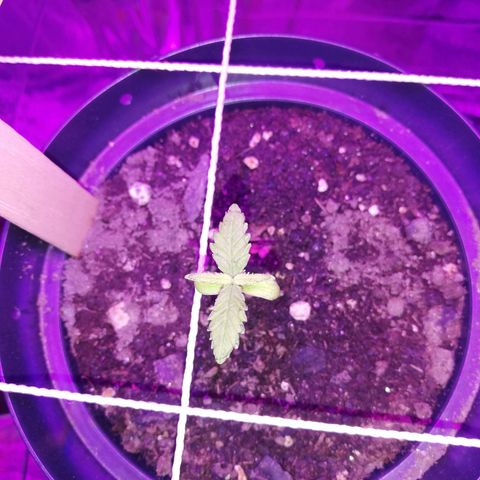 Watermelon Zkittlez growlog timeline photo