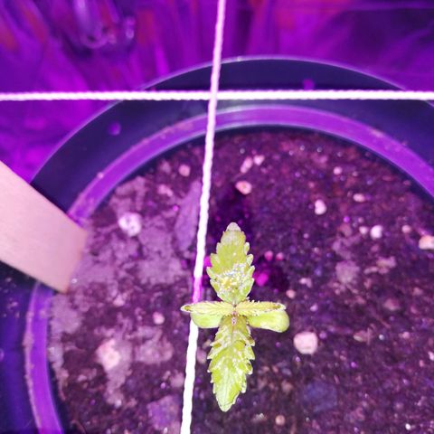 Watermelon Zkittlez growlog timeline photo