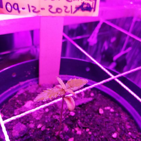 Watermelon Zkittlez growlog timeline photo