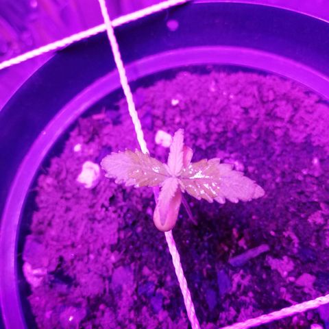 Watermelon Zkittlez growlog timeline photo
