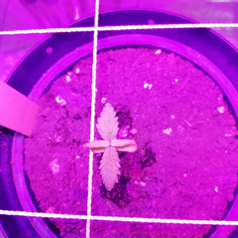 Watermelon Zkittlez growlog timeline photo