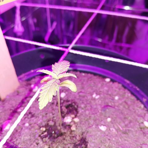 Watermelon Zkittlez growlog timeline photo