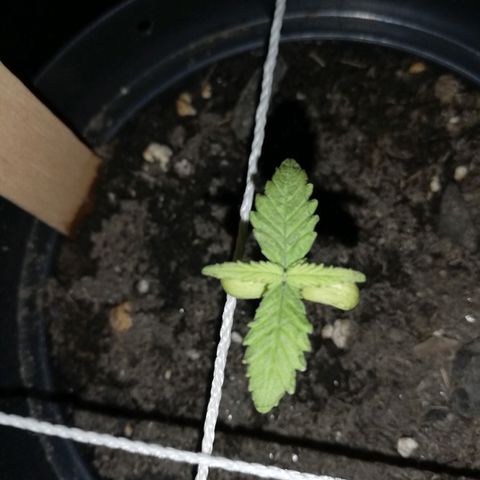 Watermelon Zkittlez growlog timeline photo