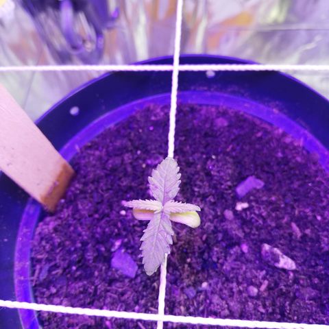 Watermelon Zkittlez growlog timeline photo