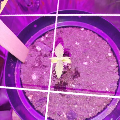 Watermelon Zkittlez growlog timeline photo