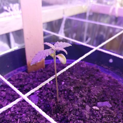 Watermelon Zkittlez growlog timeline photo