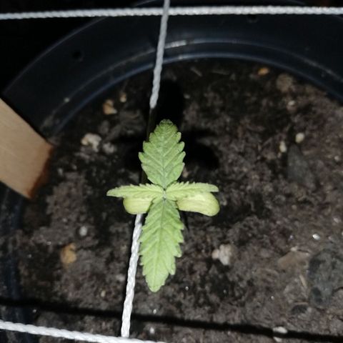 Watermelon Zkittlez growlog timeline photo