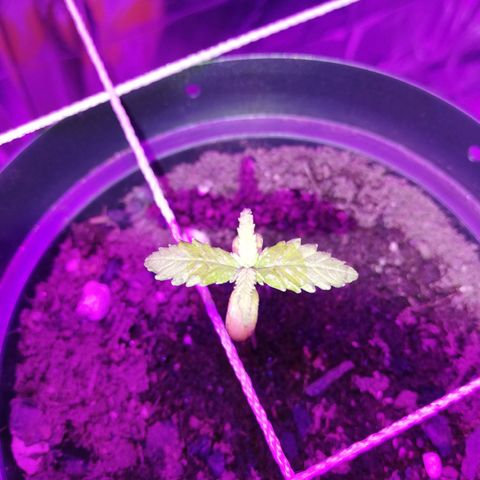 Watermelon Zkittlez growlog timeline photo