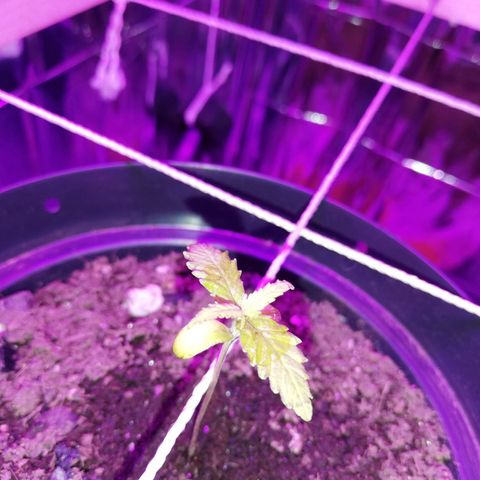 Watermelon Zkittlez growlog timeline photo