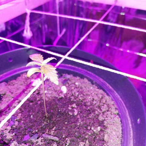 Watermelon Zkittlez growlog timeline photo