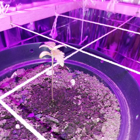 Watermelon Zkittlez growlog timeline photo