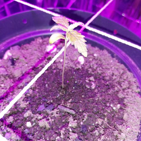 Watermelon Zkittlez growlog timeline photo