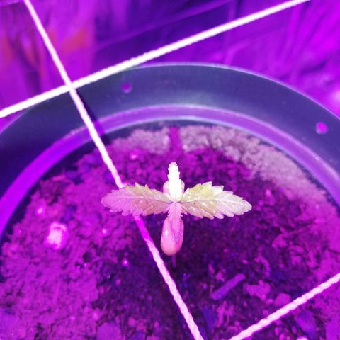 Watermelon Zkittlez growlog timeline photo