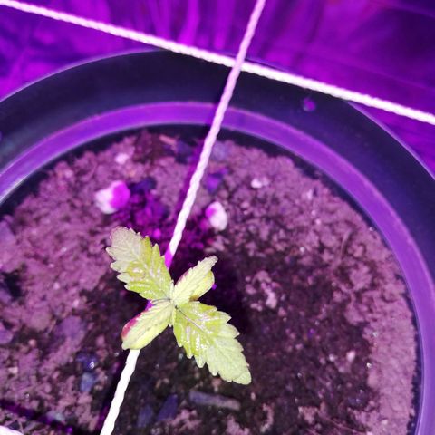 Watermelon Zkittlez growlog timeline photo