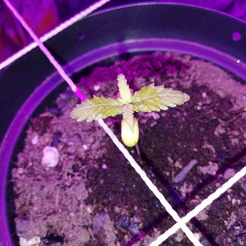 Watermelon Zkittlez growlog timeline photo