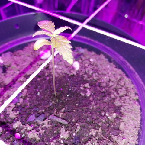 Watermelon Zkittlez growlog timeline photo