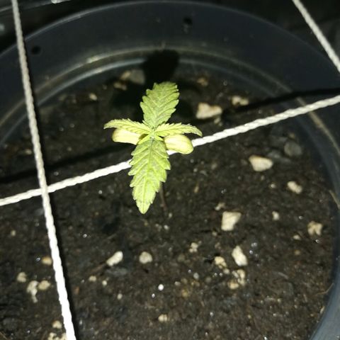 Watermelon Zkittlez growlog timeline photo