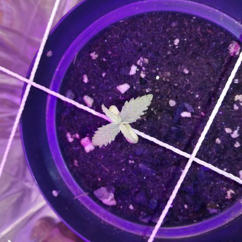 Watermelon Zkittlez growlog timeline photo