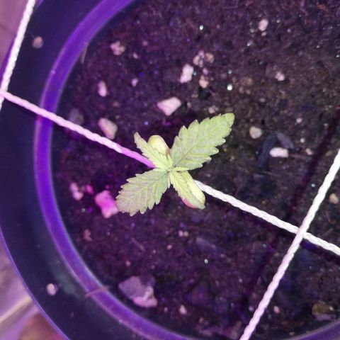Watermelon Zkittlez growlog timeline photo
