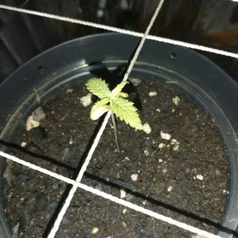 Watermelon Zkittlez growlog timeline photo