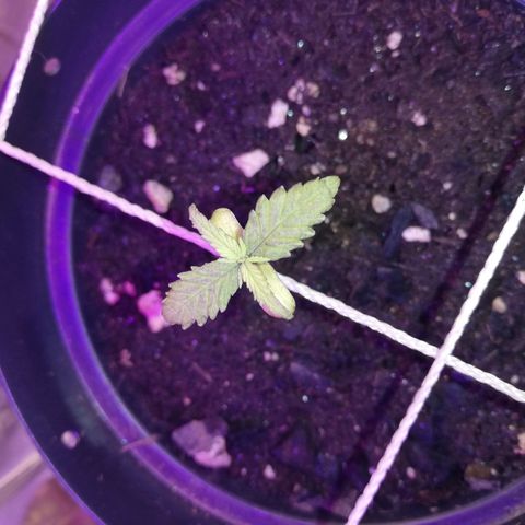 Watermelon Zkittlez growlog timeline photo