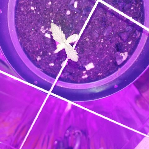 Watermelon Zkittlez growlog timeline photo