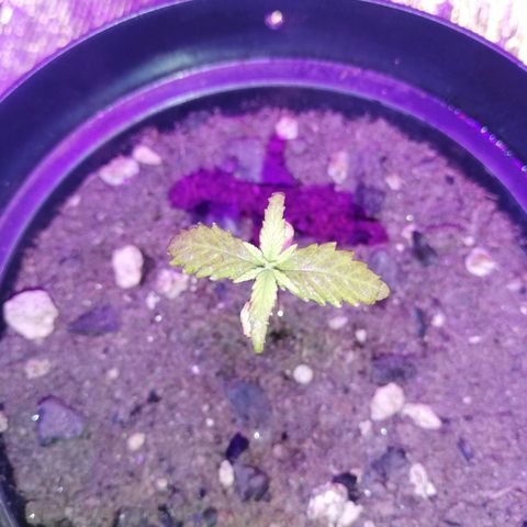 Watermelon Zkittlez growlog timeline photo