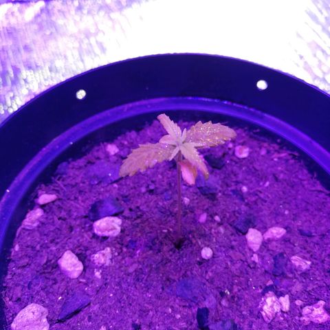 Watermelon Zkittlez growlog timeline photo