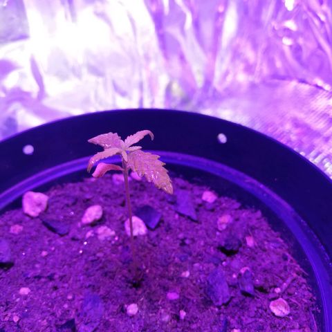 Watermelon Zkittlez growlog timeline photo