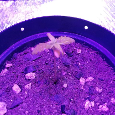 Watermelon Zkittlez growlog timeline photo