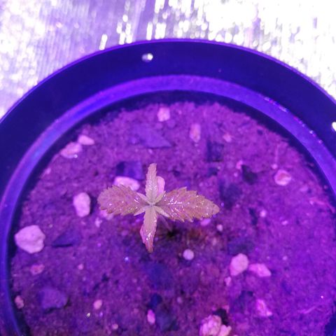 Watermelon Zkittlez growlog timeline photo