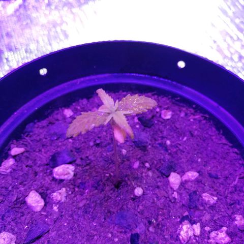 Watermelon Zkittlez growlog timeline photo