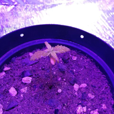Watermelon Zkittlez growlog timeline photo