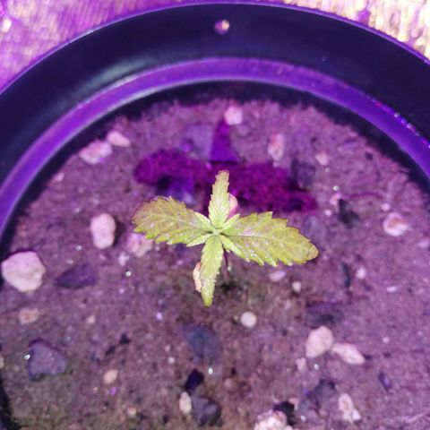 Watermelon Zkittlez growlog timeline photo