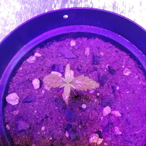 Watermelon Zkittlez growlog timeline photo