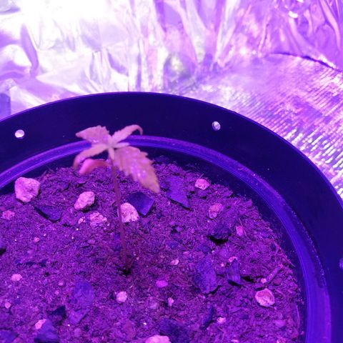 Watermelon Zkittlez growlog timeline photo