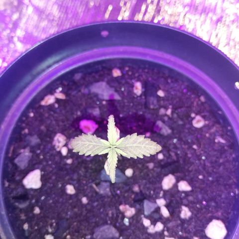 Watermelon Zkittlez growlog timeline photo