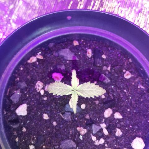 Watermelon Zkittlez growlog timeline photo