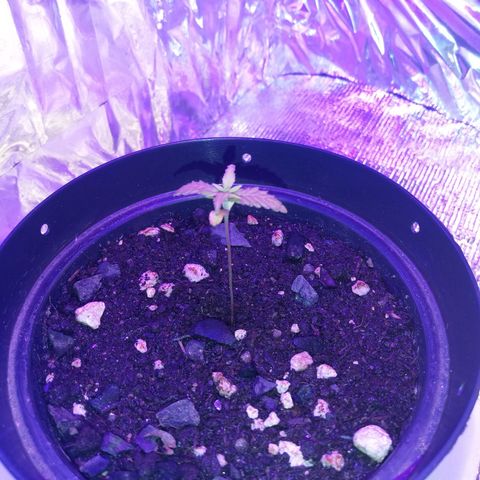 Watermelon Zkittlez growlog timeline photo