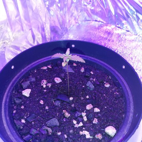 Watermelon Zkittlez growlog timeline photo