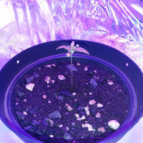Watermelon Zkittlez growlog timeline photo