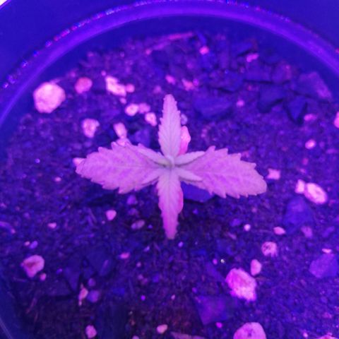 Watermelon Zkittlez growlog timeline photo