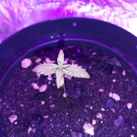 Watermelon Zkittlez growlog timeline photo
