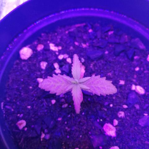 Watermelon Zkittlez growlog timeline photo