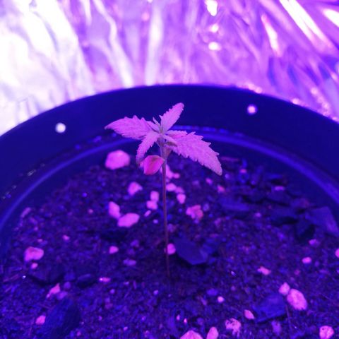 Watermelon Zkittlez growlog timeline photo
